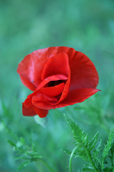 coquelicot