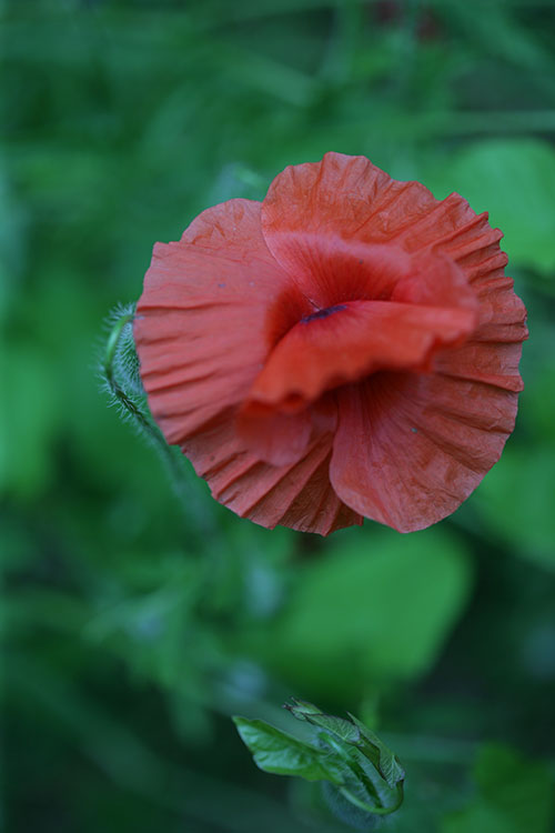 coquelicot