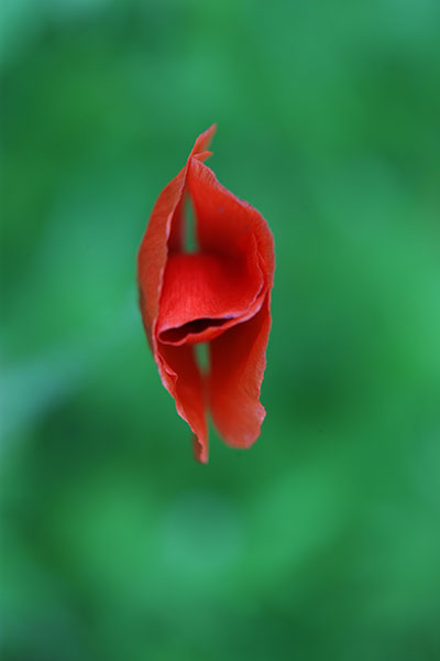 coquelicot