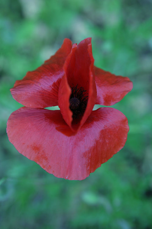 coquelicot